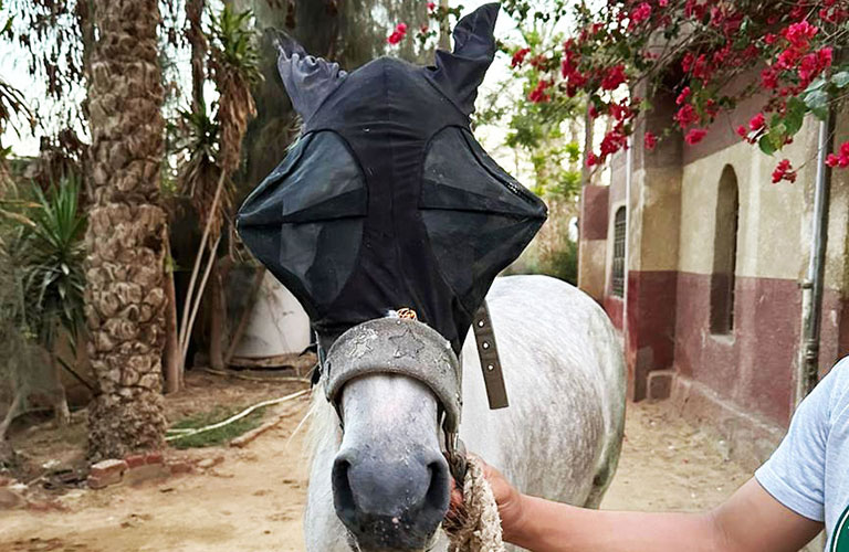 EEA insect masks for horses