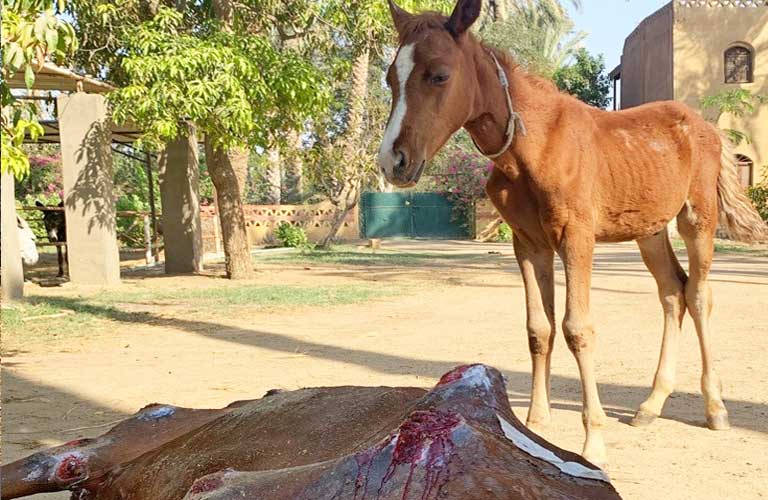 EEA foal orphan