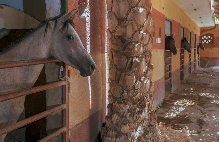 Fundraising for stables at Egypt Equine Aid